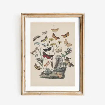 Sea to Skye | Butterflies I Antique Art Print