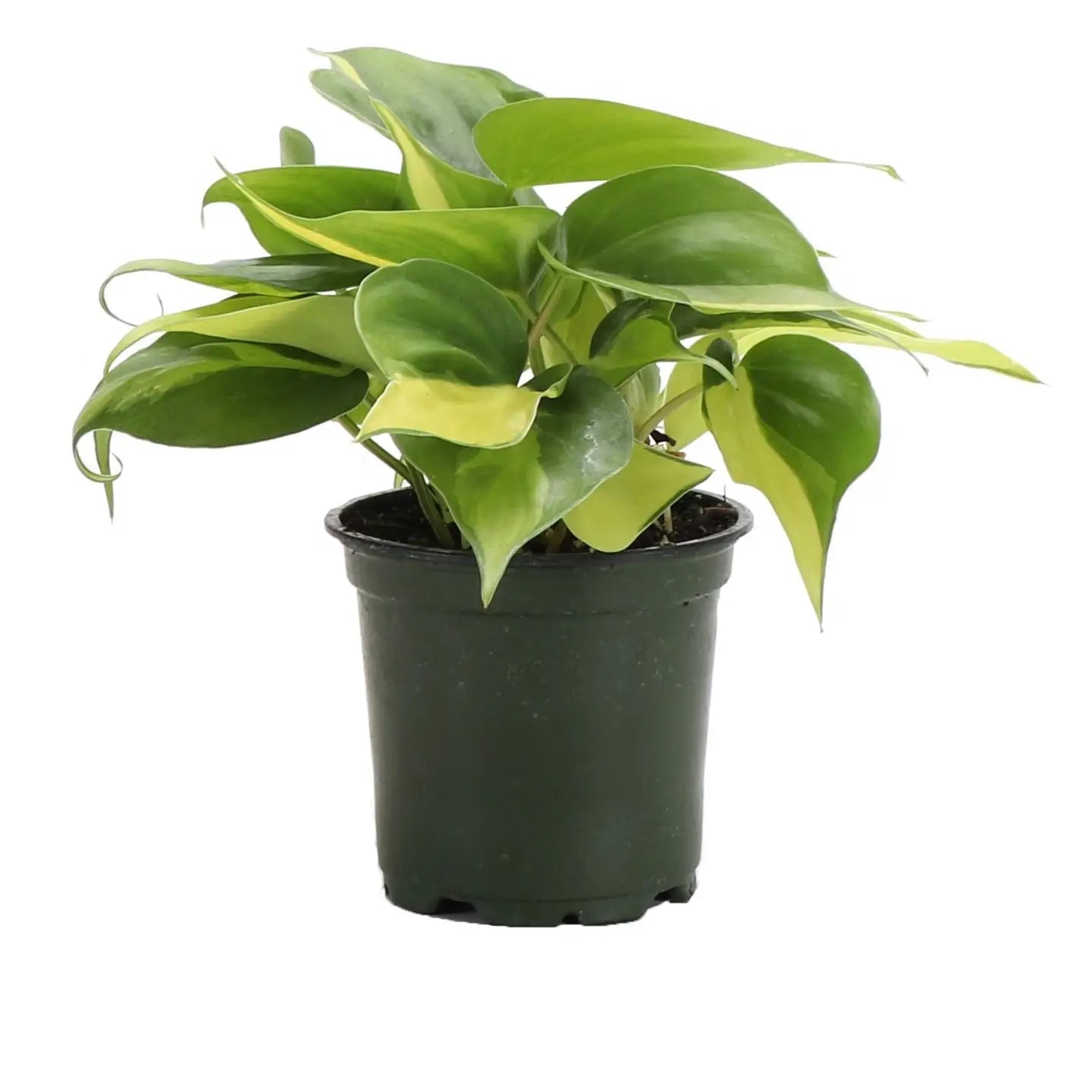 Thorsen's Greenhouse | Brazil Philodendron, 4" pot