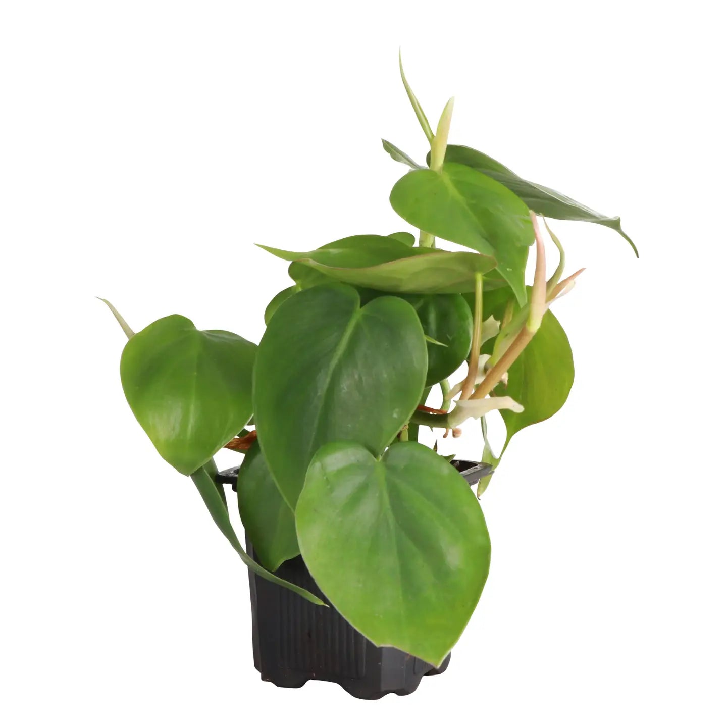 Thorsen's Greenhouse | Heartleaf Philodendron, 3" pot
