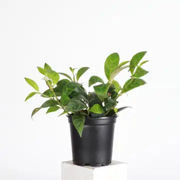 Thorsen's Greenhouse | Lipstick, Black Pagoda Plant, 4" pot