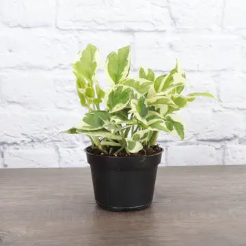 Thorsen's Greenhouse | Pearls and Jade Pothos, 4" pot