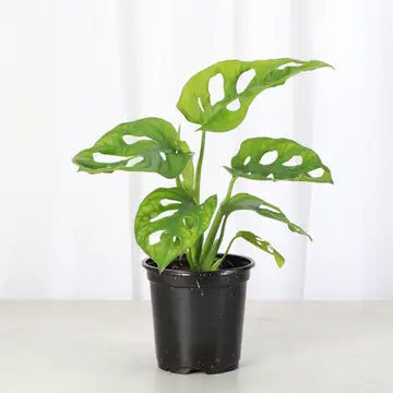 Thorsen's Greenhouse | Swiss Cheese Plant, Monstera Adansonii, 4" pot