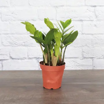 Thorsen's Greenhouse | ZZ Plant, 4" pot