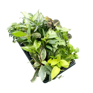 Thorsen's Greenhouse | Grower's Choice Plant, 3" pot
