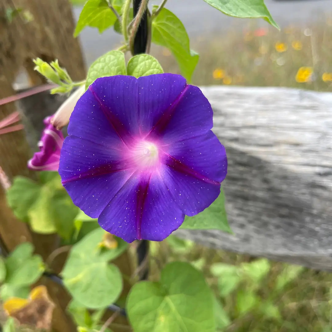 Schoepp Seeds | Morning Glory Heirloom Seed Packet