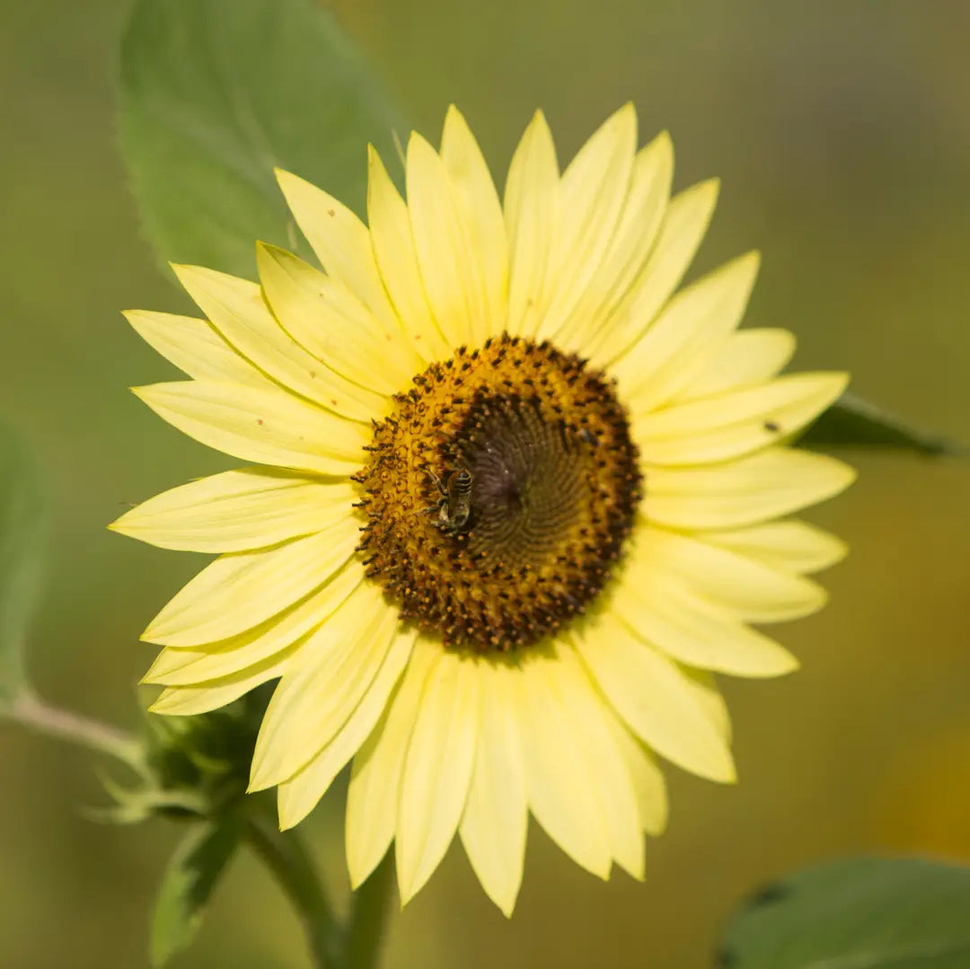 Schoepp Seeds | Sunflower Heirloom Seed Packet