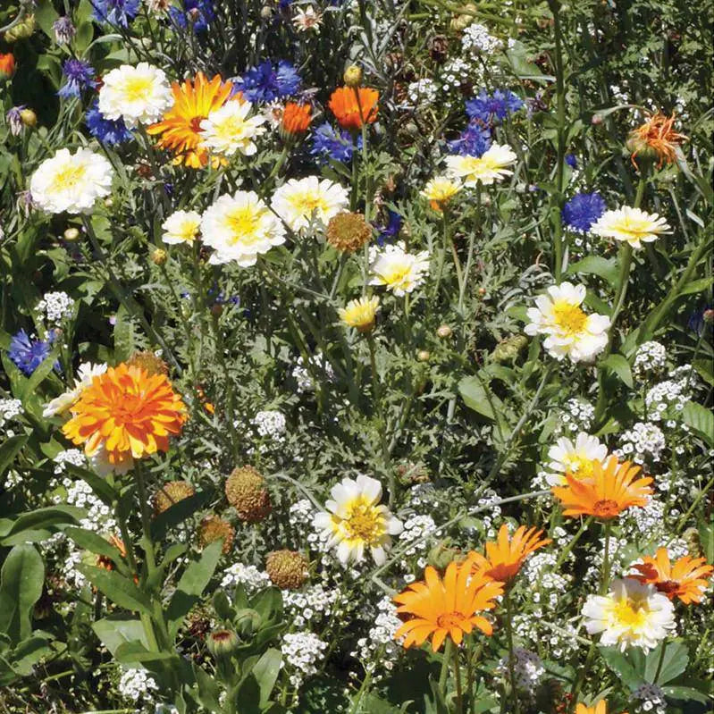 Schoepp Seeds | Wildflowers Annual Seed Packet