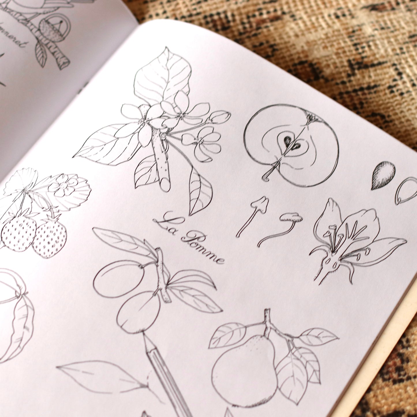 Speedy Monkey | Le Botaniste Coloring Book and Stickers