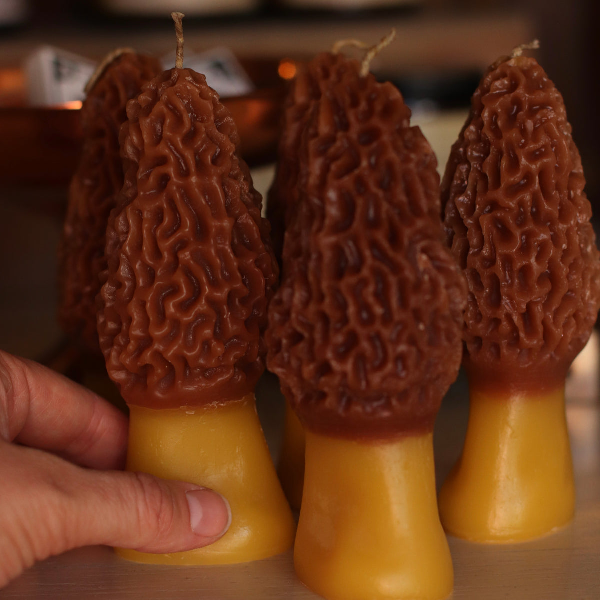The Wax Pantry  | Morel Mushroom