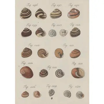 Sea to Skye | Shells II Antique Art Print