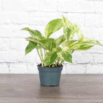 Thorsen's Greenhouse | Marble Queen Pothos, 4" pot