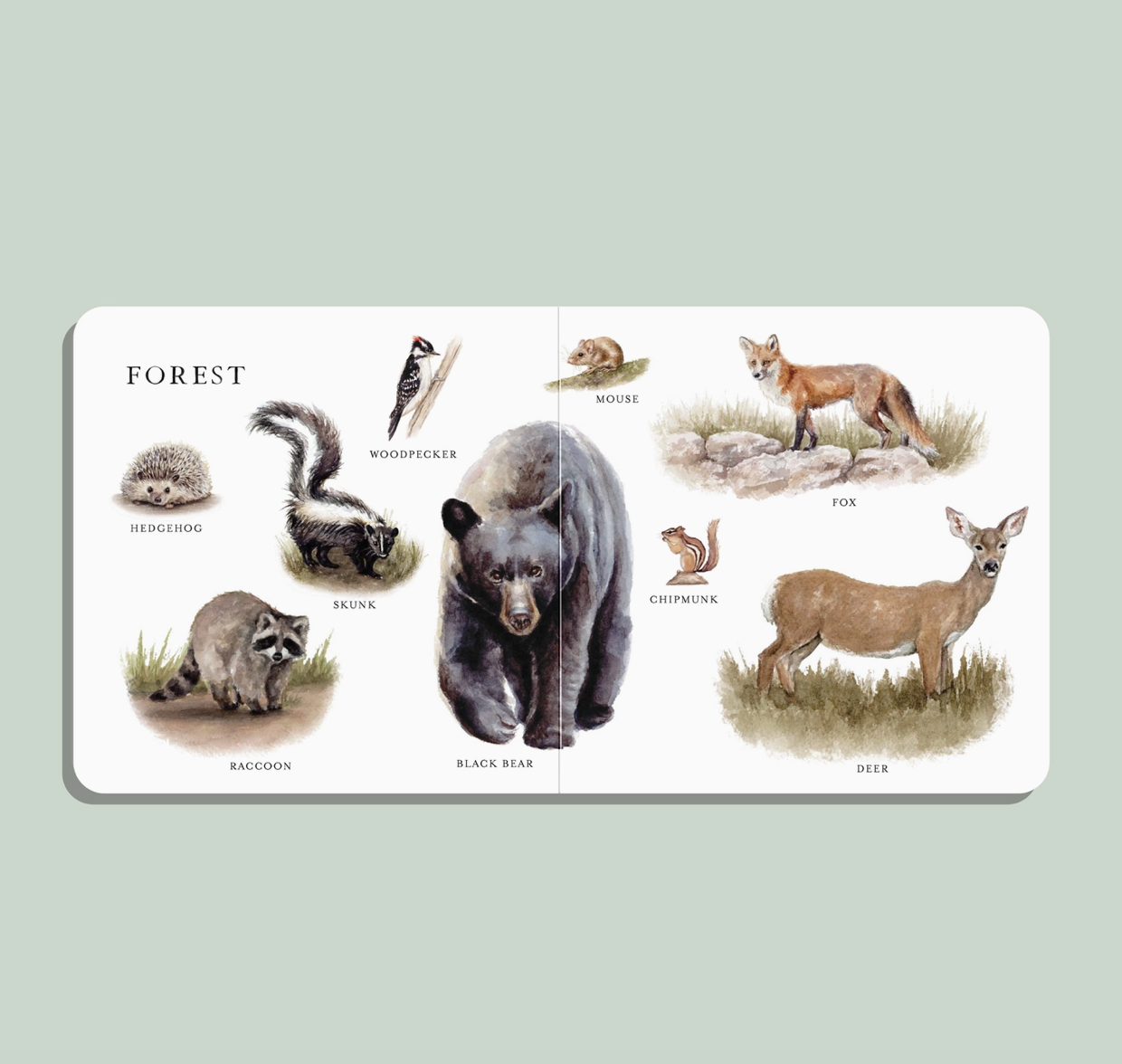 Page & Tate Co. | Our Big Book of Animals