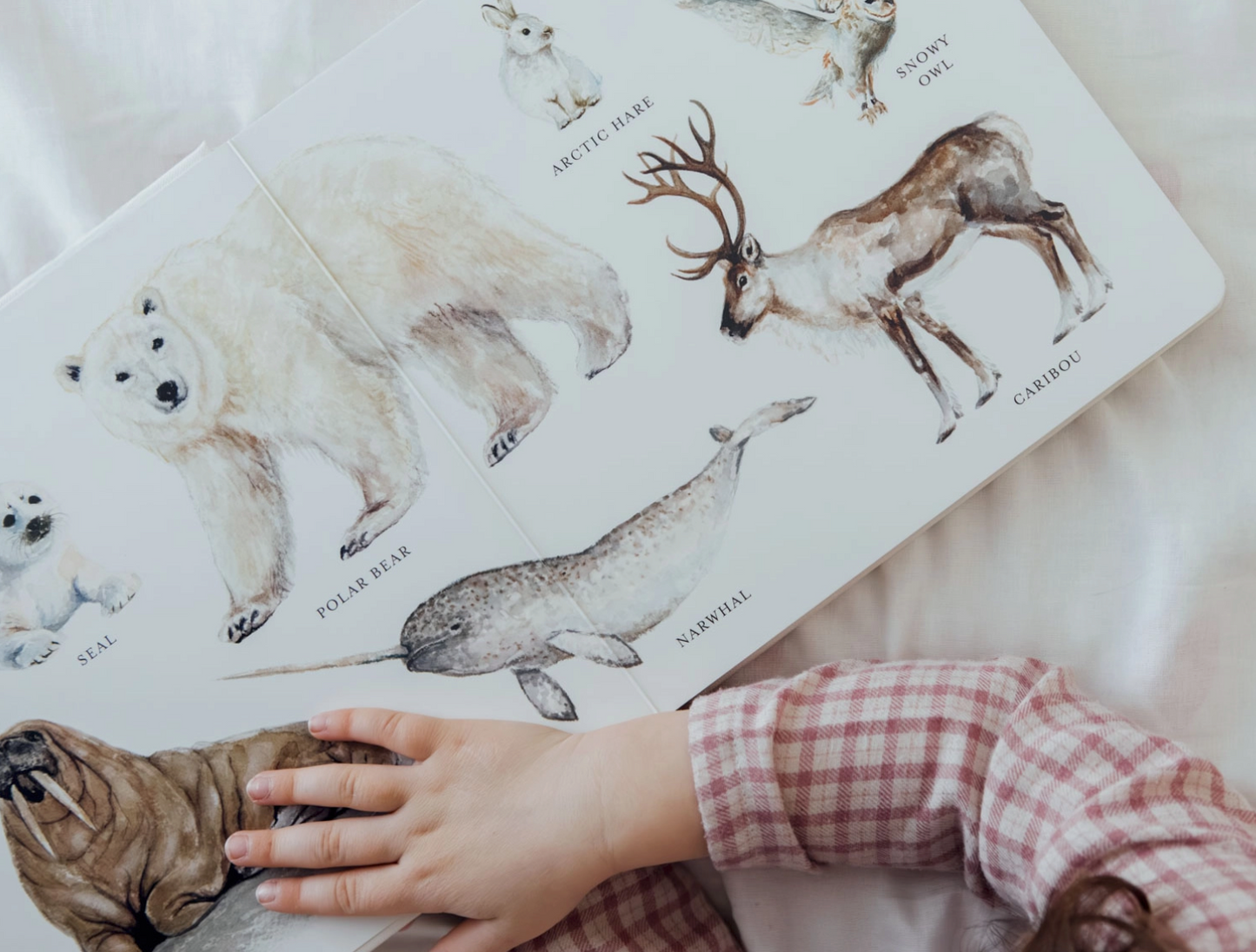 Page & Tate Co. | Our Big Book of Animals