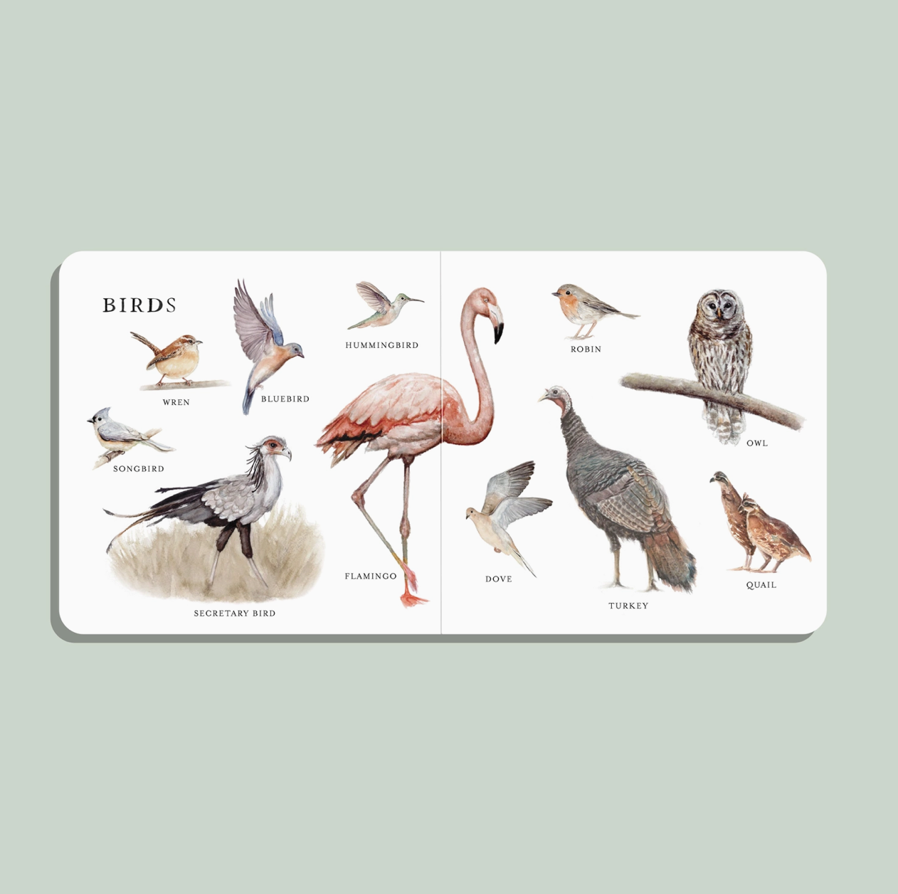 Page & Tate Co. | Our Big Book of Animals