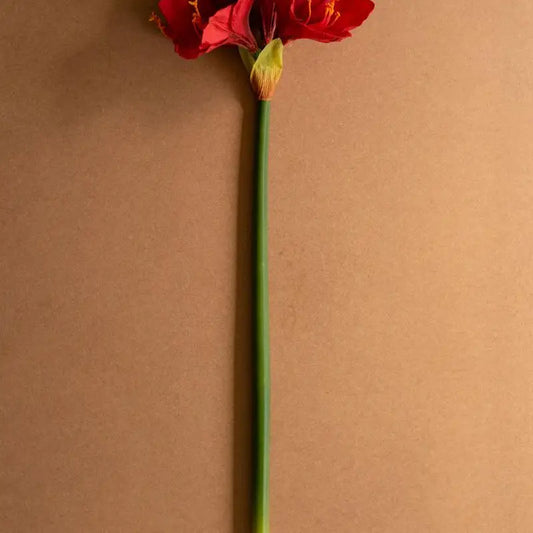 Holiday | Amaryllis Stem