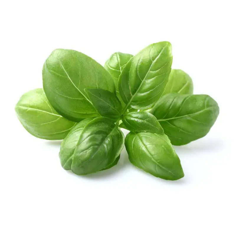 Schoepp Seeds | Basil Heirloom Seed Packet