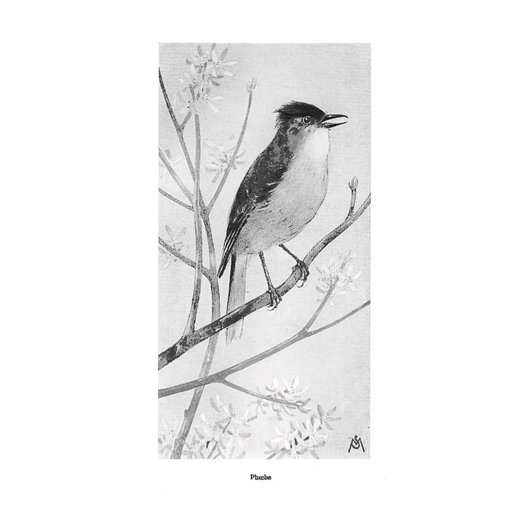 Field Books of Wild Birds and Their Music