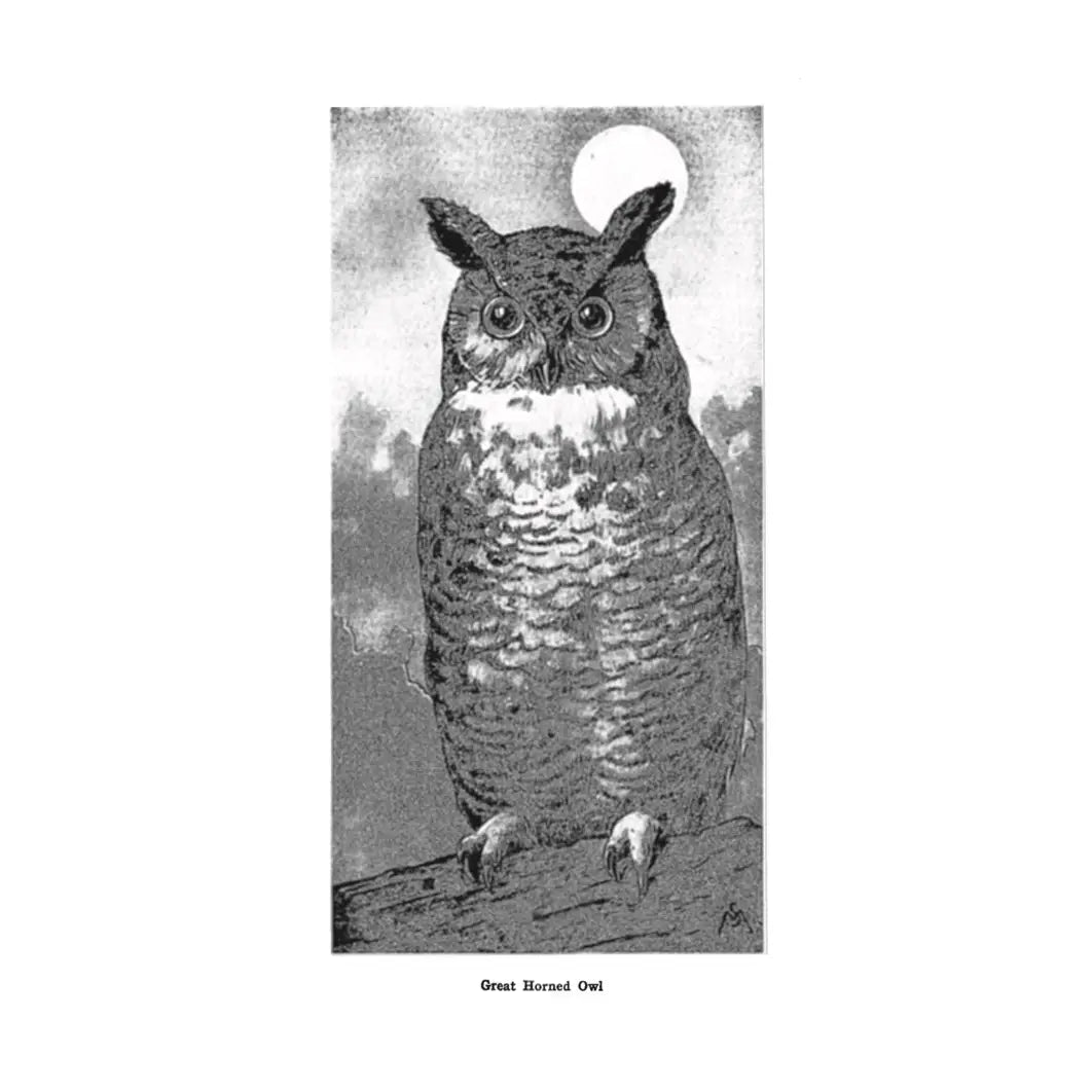 Field Books of Wild Birds and Their Music