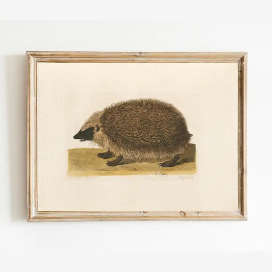 Sea to Skye | Hedgehog 18th Century Antique Art Print