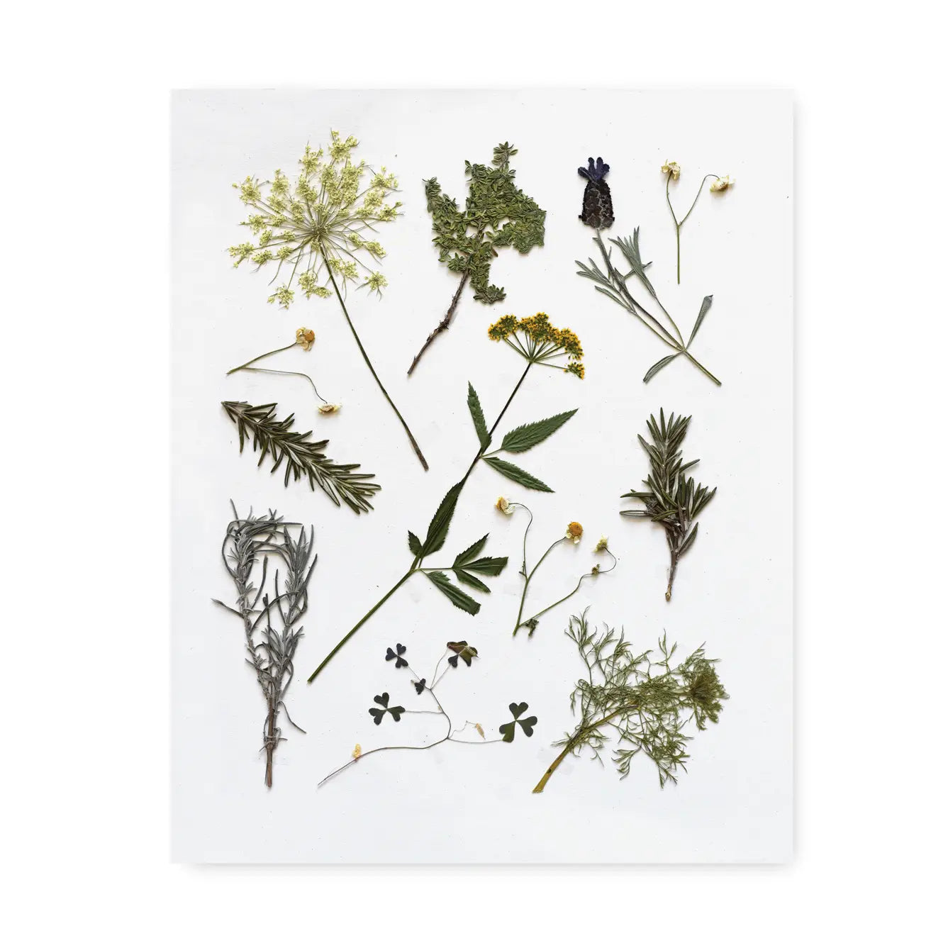 June & December | Pressed Herb Sprit Art Print, 8 x 10