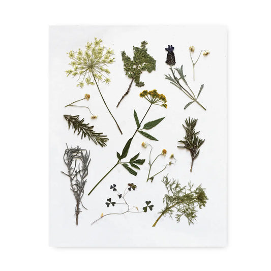 June & December | Pressed Herb Sprit Art Print, 8 x 10