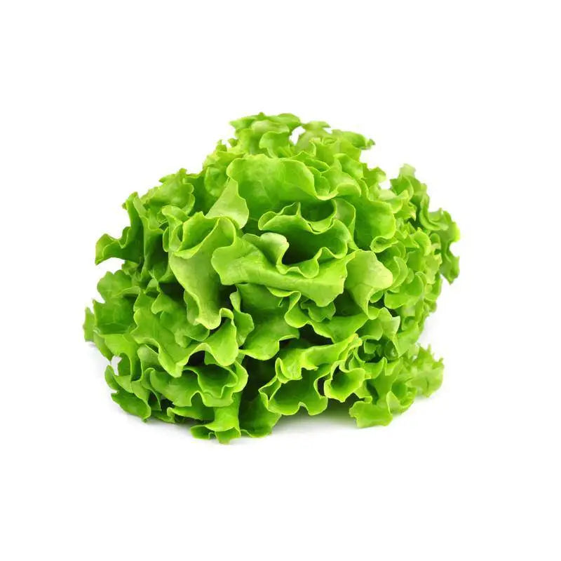 Schoepp Seeds | Lettuce Heirloom Seed Packet