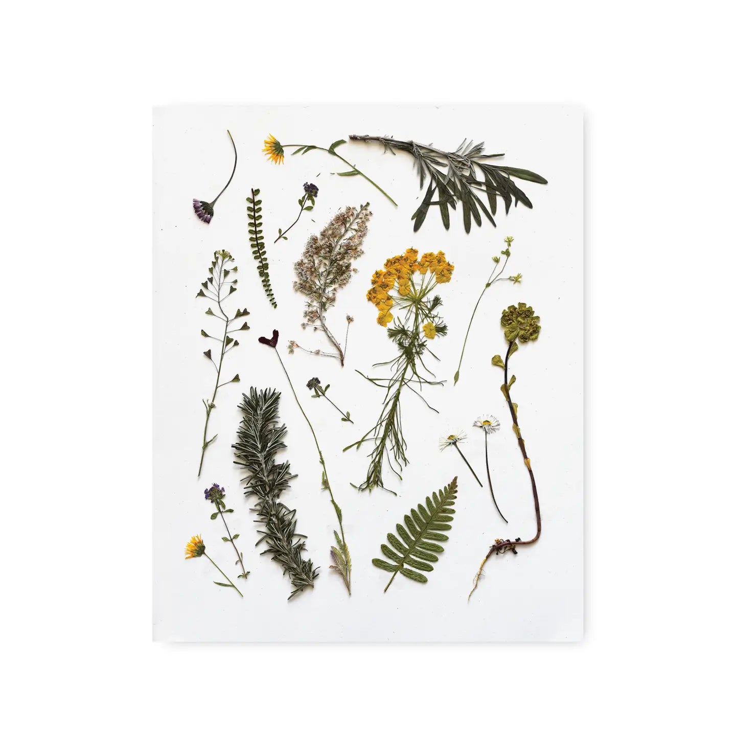 June & December | Pressed Olive Grove Pretties Art Print, 8 x 10