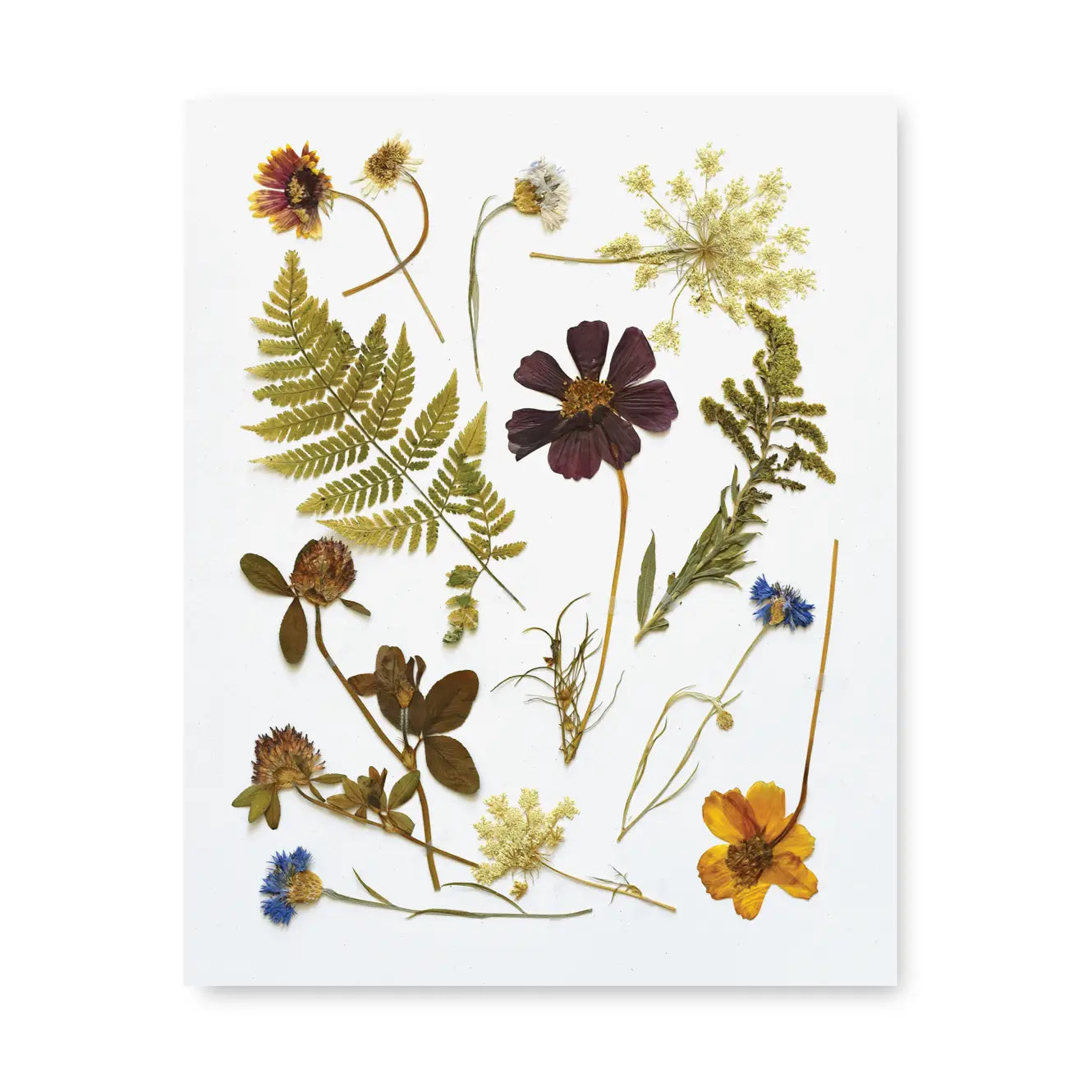 June & December | Pressed Wildflowers Art Print, 8 x 10
