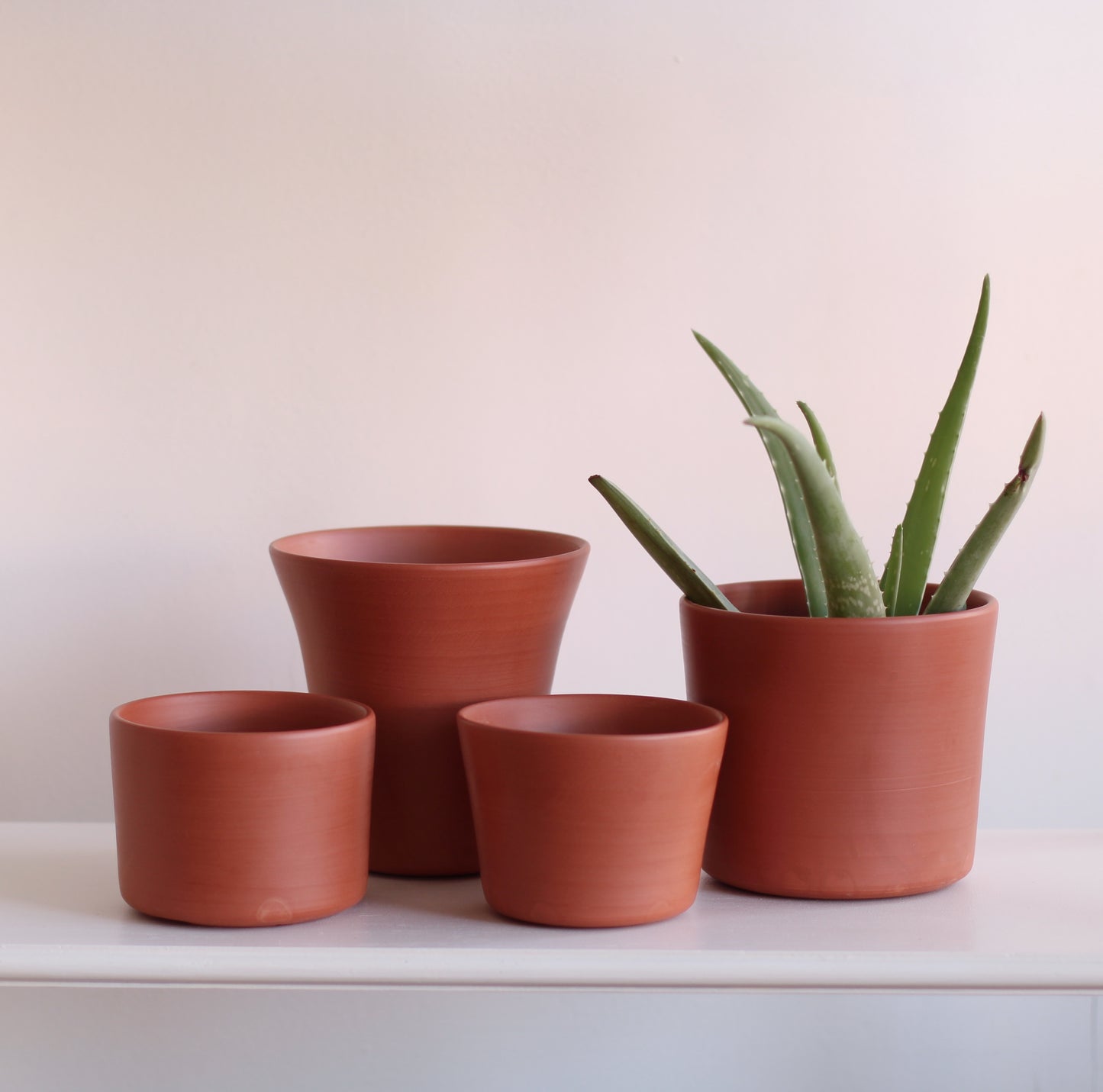 Palmer Plant Company | Clove, Terracotta Planter